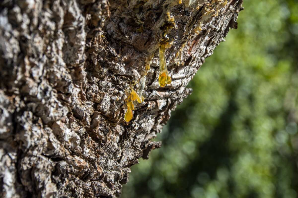 Close-up of a tree branch with yellow sap against a blurred background.