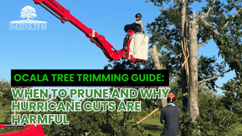 This Ocala tree trimming guide explains proper pruning timing and why harmful hurricane cuts should be avoided to protect tree health, safety, and long-term structure.