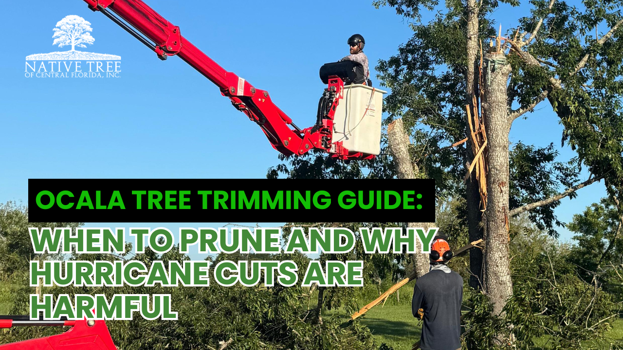 This Ocala tree trimming guide explains proper pruning timing and why harmful hurricane cuts should be avoided to protect tree health, safety, and long-term structure.