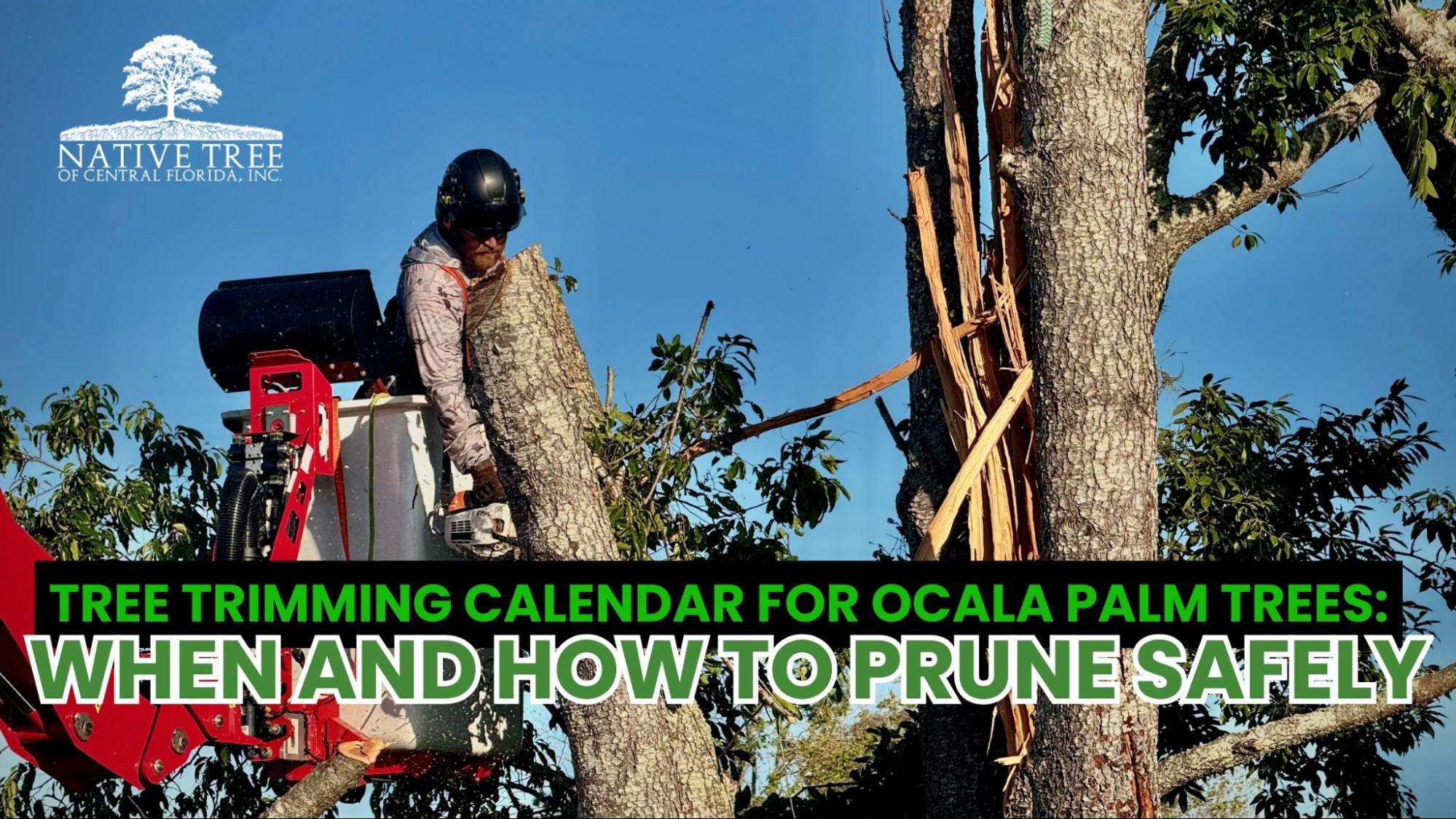 A tree trimming calendar for Ocala palm trees outlines the safest times and proper methods for pruning to maintain palm health, prevent damage, and comply with best practices.