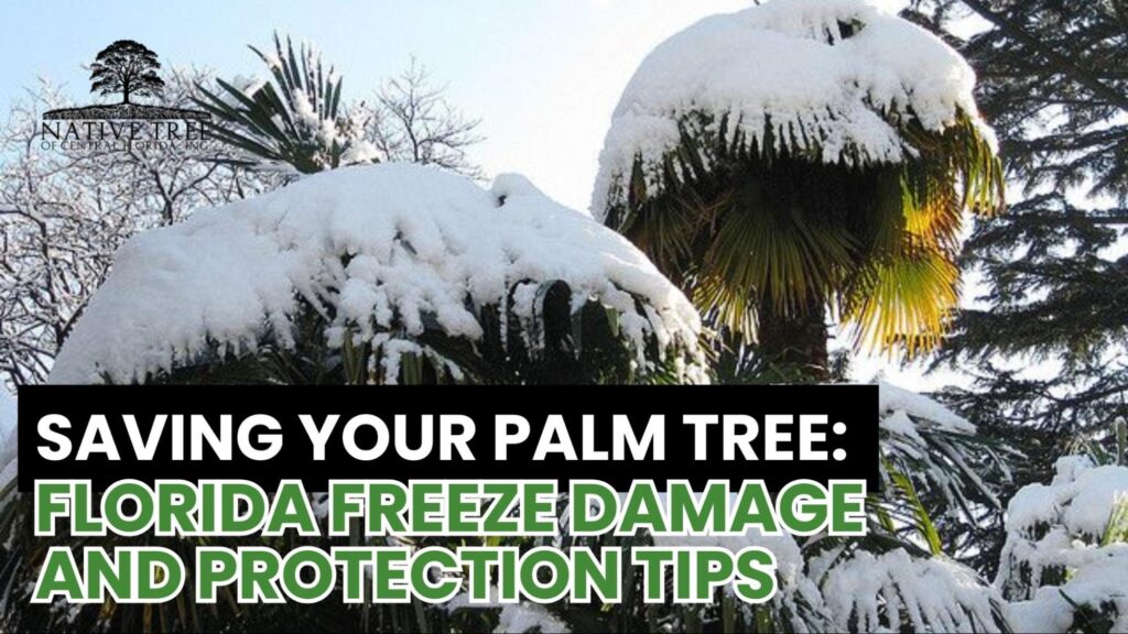 Saving your palm tree during a Florida freeze with proper palm tree care, showing brown palm tree leaves recovering after protection and treatment.