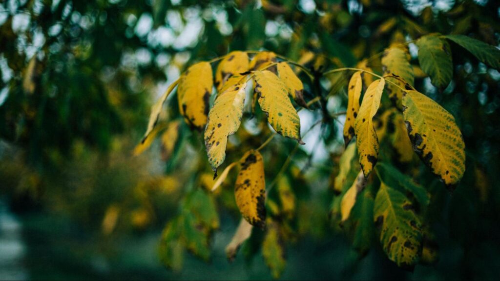 Shrub with yellowing leaves and sparse canopy indicating nutrient deficiency and need for fertilization.