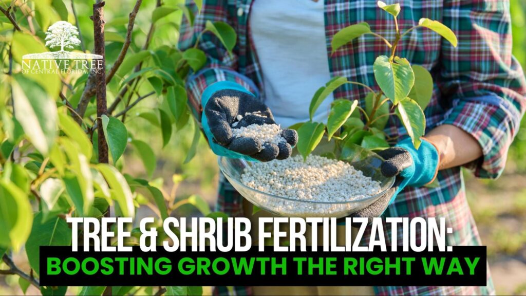 Healthy trees and shrubs thriving after proper fertilization, showing strong roots and vibrant foliage.
