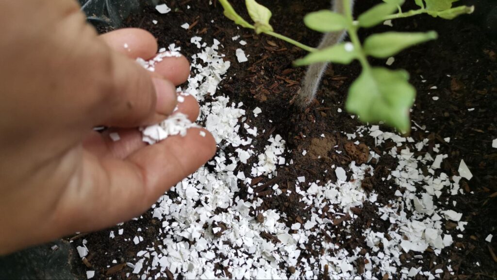 Arborist applying slow-release fertilizer to shrubs to restore soil nutrients and promote long-term growth.