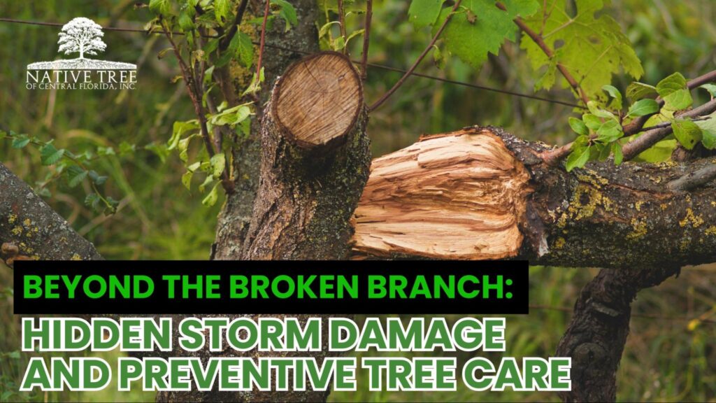 A storm-damaged tree with broken branches, hidden cracks, and exposed roots, emphasizing the importance of preventive tree care after storm damage.