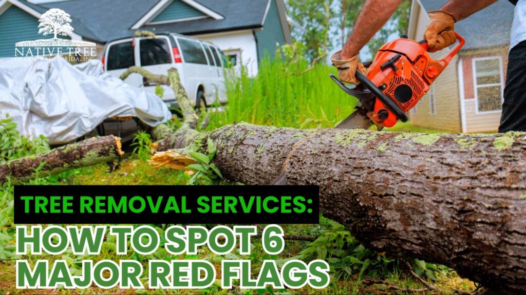 Tree removal service performing safe and efficient tree removal on a residential property, showing key red flags to avoid when choosing contractors such as lack of safety gear, poor equipment, and disorganized work setup.