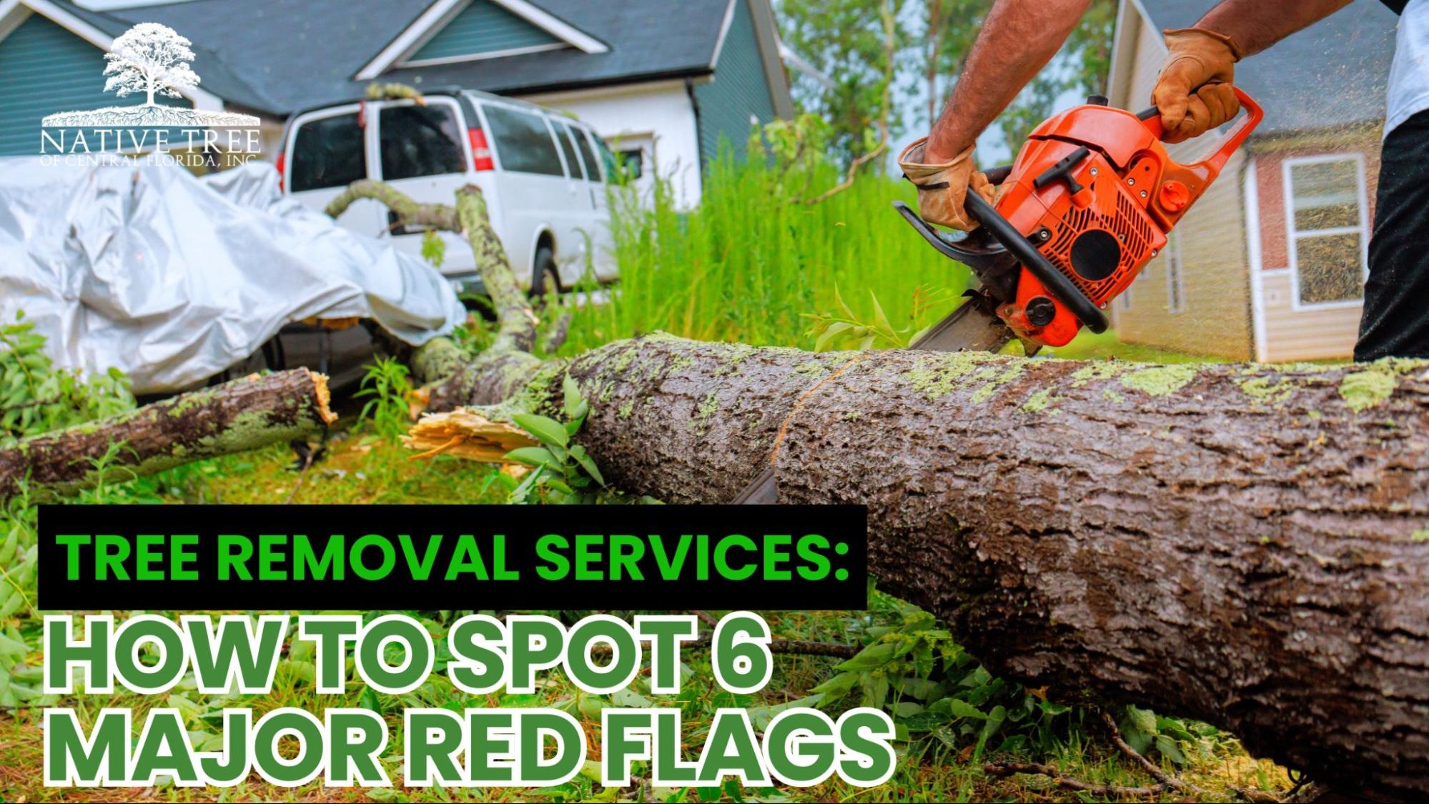 Tree removal service performing safe and efficient tree removal on a residential property, showing key red flags to avoid when choosing contractors such as lack of safety gear, poor equipment, and disorganized work setup.