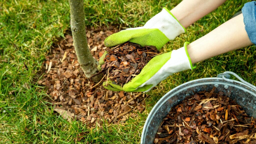 A healthy tree surrounded by fresh mulch with moist soil, showing proper watering and mulching techniques that help retain moisture and protect roots.