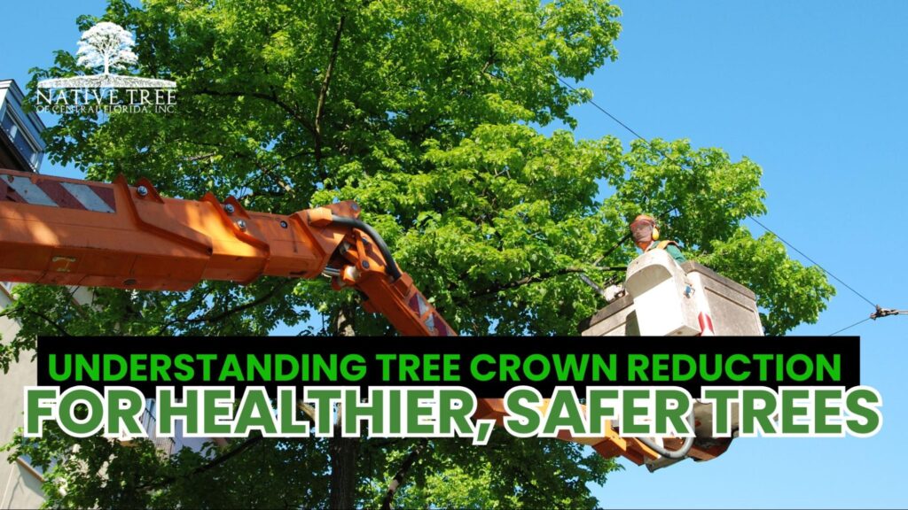 A mature tree undergoing crown reduction, with select branches removed to improve its health, structure, and safety.