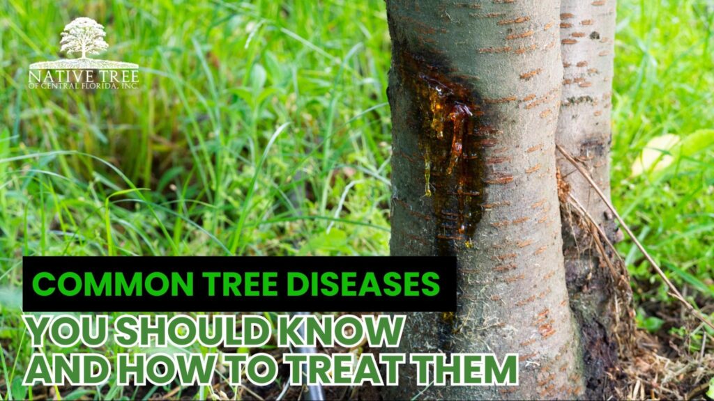Trees with discolored leaves and fungal spots, showing common tree diseases and visible signs of infection. Proper care and timely treatment help restore tree health and prevent further damage.