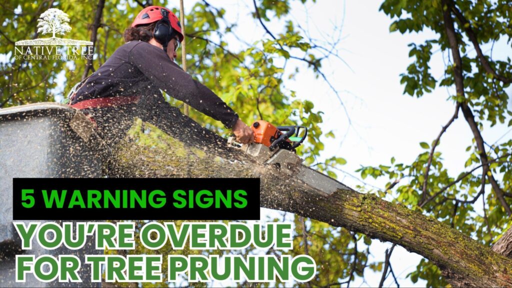 Overgrown tree branches extending toward a house and power lines, showing signs of dense foliage and dead limbs, illustrating the warning signs that tree pruning is overdue.