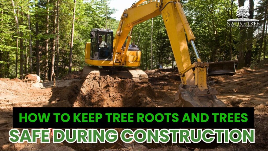 A construction site surrounded by mature trees with protected soil areas, showing how trees and their roots are kept safe during nearby building activities.
