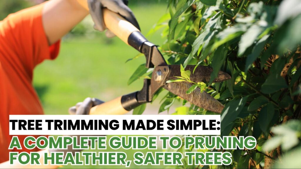 Proper tree trimming technique applied to a mature backyard tree to maintain structure, promote healthy growth, and ensure long-term safety.