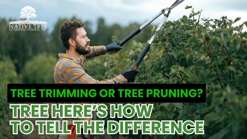 A realistic image showing an arborist trimming a large backyard tree with clean, precise cuts, highlighting the difference between tree trimming for shape and pruning for health.