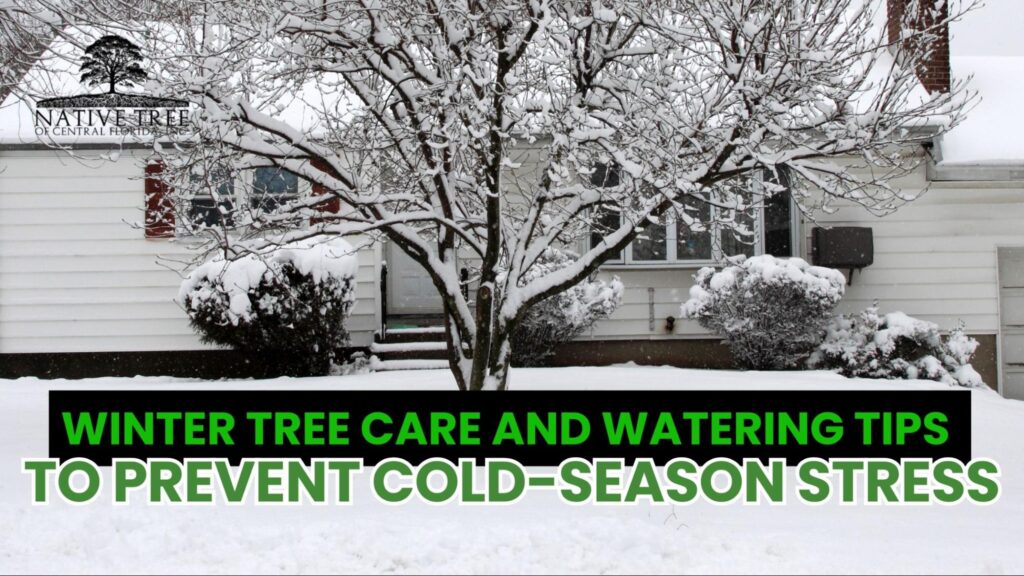 Winter Tree Care and Watering Tips to Prevent Cold-Season Stress. Proper watering, insulation, and root protection help maintain tree health throughout the winter.
