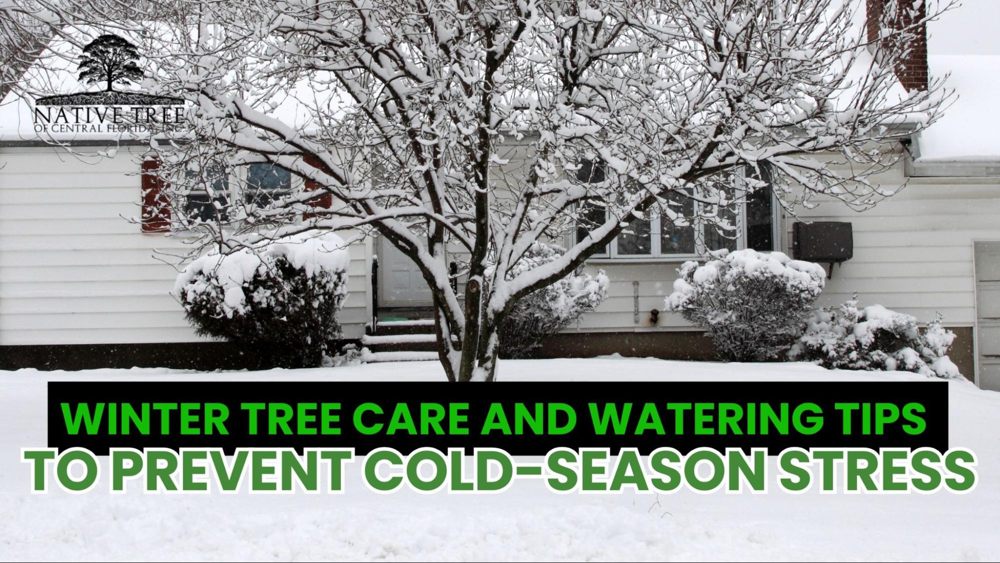 Winter Tree Care and Watering Tips to Prevent Cold-Season Stress. Proper watering, insulation, and root protection help maintain tree health throughout the winter.
