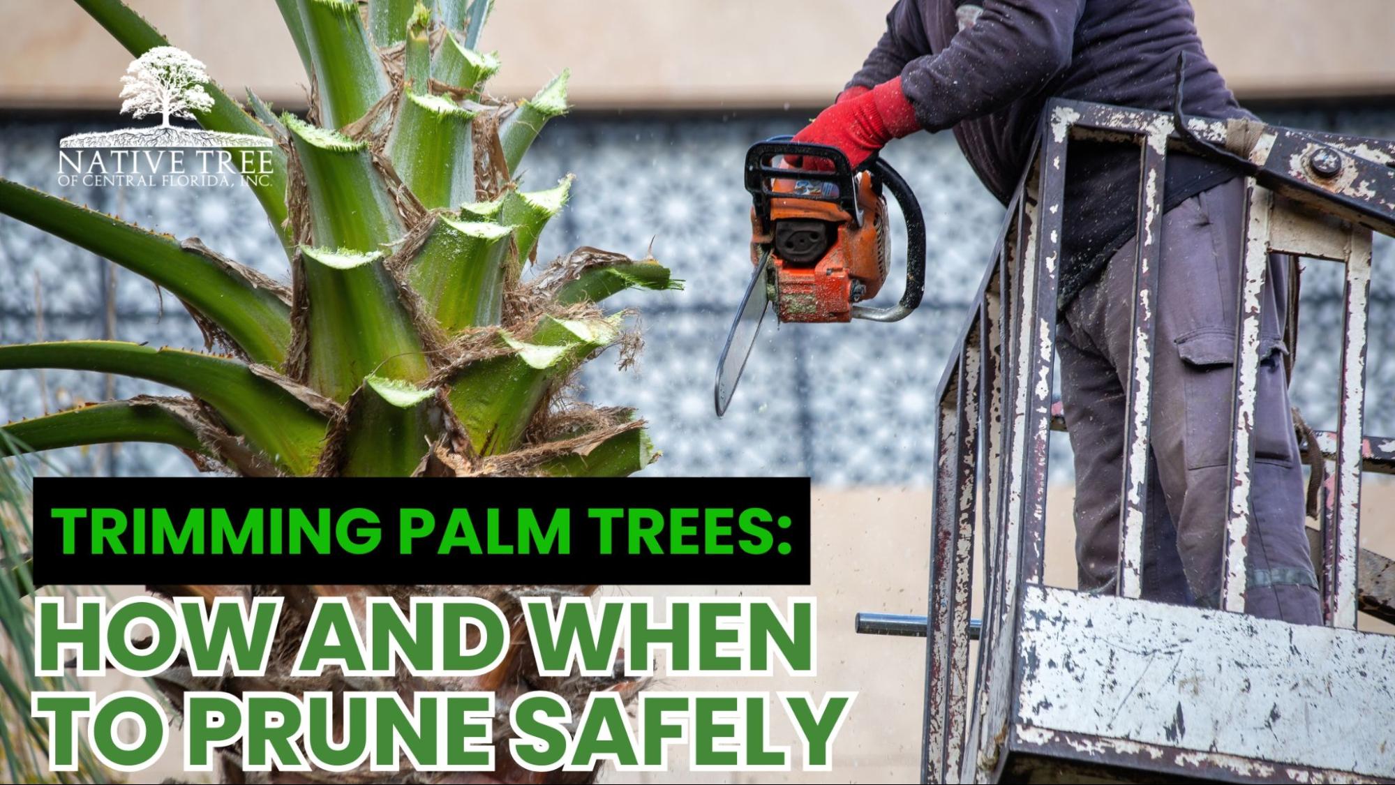 A palm tree being carefully trimmed, showing clean, precise cuts that promote healthy growth and demonstrate safe palm tree trimming practices.