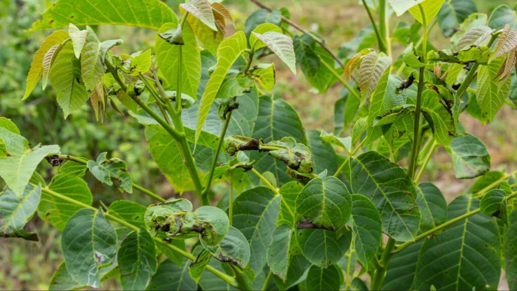 Tree leaves with dark, irregular spots and curling edges, showing symptoms of anthracnose, a common tree disease that affects foliage health and appearance.