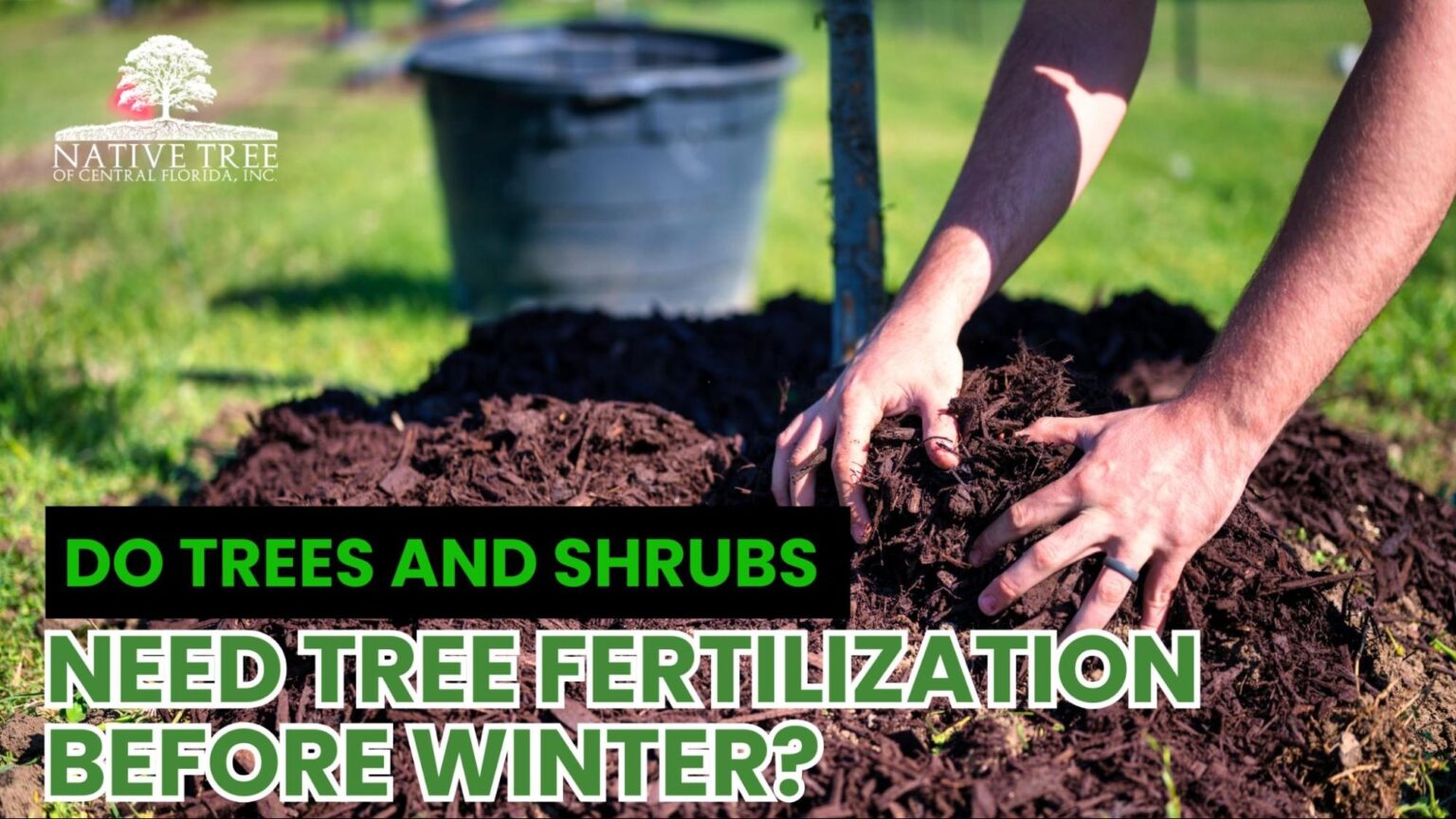 Tree Fertilization Before Winter for Trees & Shrubs