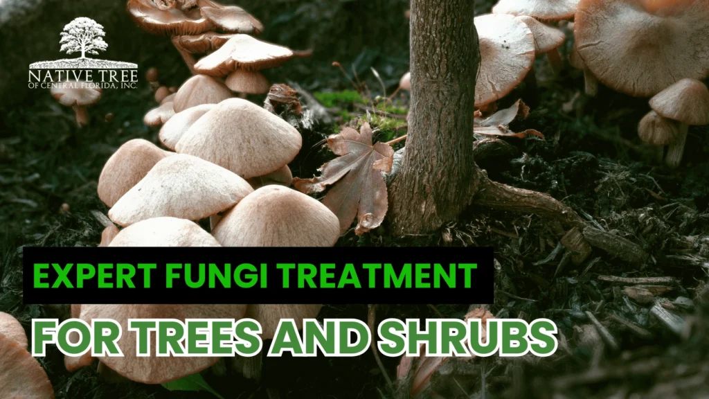 Realistic view of trees and shrubs being treated with a fungicidal solution, showing healthy foliage and well-maintained surroundings that illustrate effective fungus management and plant care.