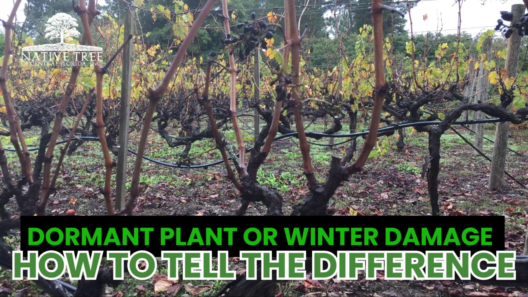 Garden plants showing a mix of bare, dormant stems and brown, damaged foliage, illustrating the difference between healthy dormancy and plant injury.