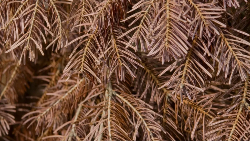 "Needles turning brown or curling may indicate environmental stress, pest damage, or nutrient deficiencies affecting plant health. Observing these changes early helps prevent further decline."
