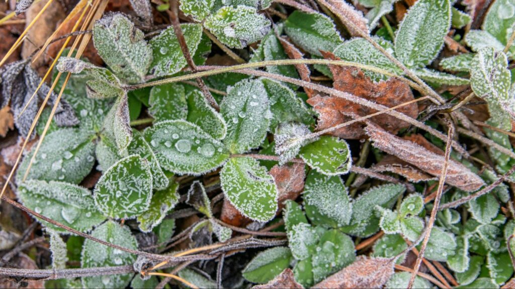 Tender plants exposed to early frost, showing visible whitening and leaf burn that indicate how cold shock can stress or injure vegetation.