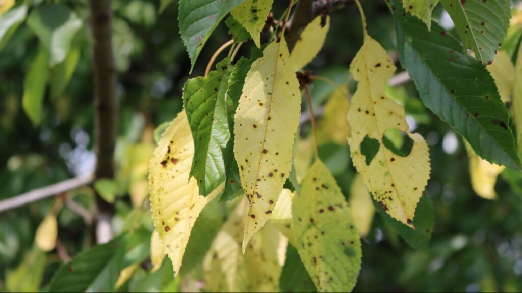 Tree leaves displaying distinct dark or black circular spots caused by fungal infection. The visible symptoms of black spot leaf disease and its impact on leaf health.