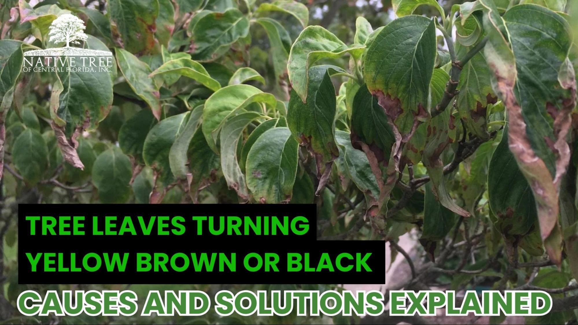 Tree leaves showing signs of stress, disease, or nutrient deficiency. The scene emphasizes the importance of identifying the cause to restore the tree’s health and prevent further damage.