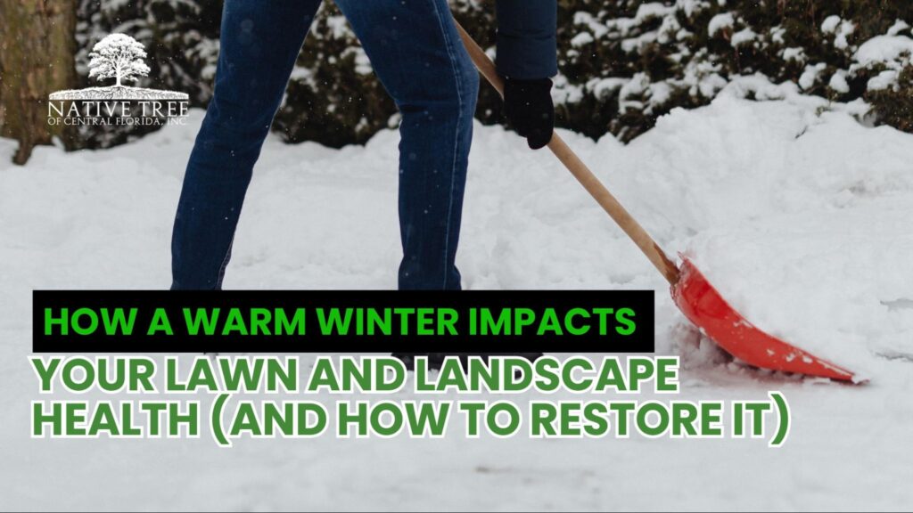 Warm winter effects on lawn and landscape health and how to restore them. Guidance for maintaining healthy grass and plants despite unseasonably mild conditions.