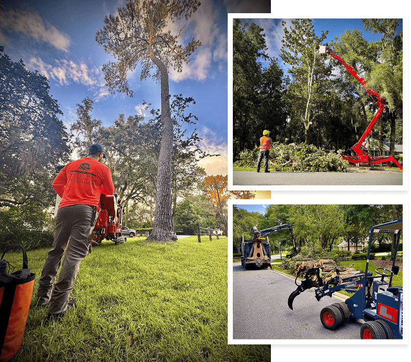A collage of three images showing a man pruning, climbing, and inspecting a tree.