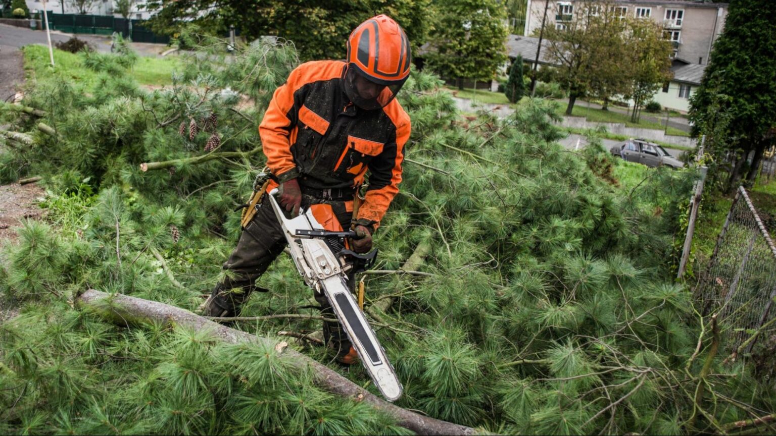 Tree Removal Costs for Fallen Trees | Pricing Guide