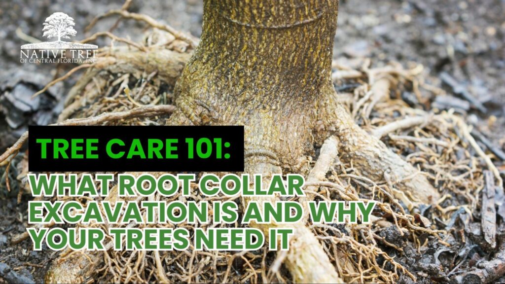 A tree with its root flare properly exposed, showing the base cleared of excess soil to improve airflow, root health, and stability, highlighting the benefits of root collar excavation for long-term tree vitality.