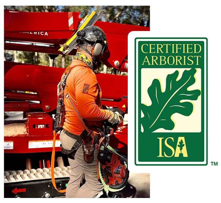 A certified arborist in bright orange protective gear stands next to red machinery, holding a chainsaw. A "Certified Arborist ISA" logo is displayed beside them.