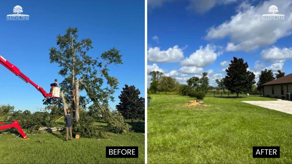 Before and after images showing a tree removal, highlighting the cleared space and surrounding landscape changes.