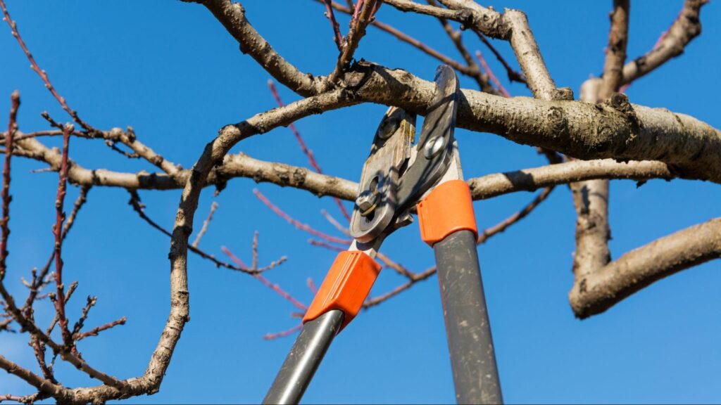 Value-adding tree trimming methods include crown thinning, crown raising, and selective pruning to improve tree health, safety, and overall landscape appearance.