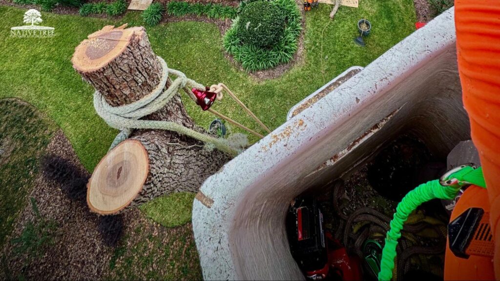 Arborist safely trimming a tree in a small residential yard, using ropes and rigging to lower cut branches carefully in a tight Ocala space.
