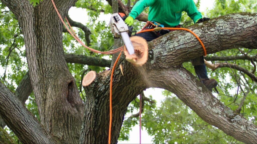Safe tree trimming in tight spaces uses precise cutting techniques and controlled equipment to protect nearby structures while maintaining tree health and proper growth.