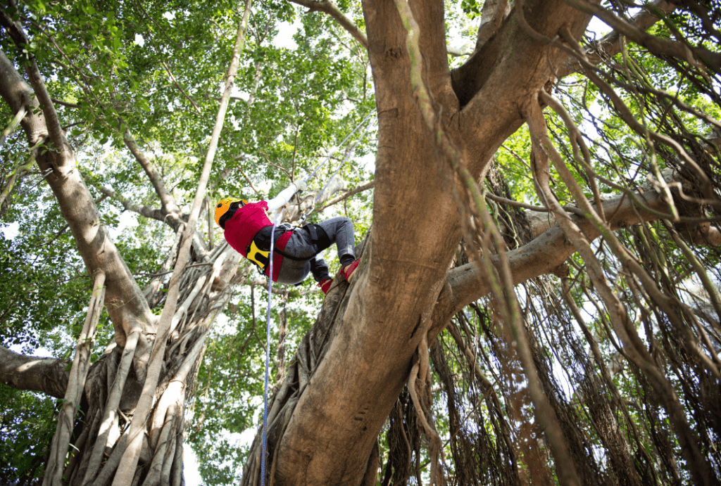 A person using a rope to climb a tree, showcasing their skill and determination in an outdoor setting.