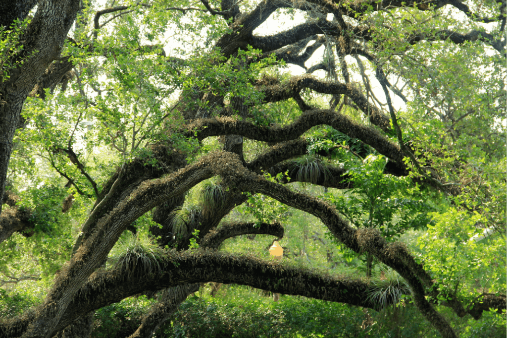 A large tree with numerous branches and lush green leaves, providing ample shade and a vibrant natural setting.
