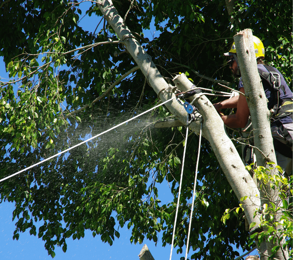 A man climbs a tree using a rope and ladder, demonstrating a safe approach to reaching higher branches.