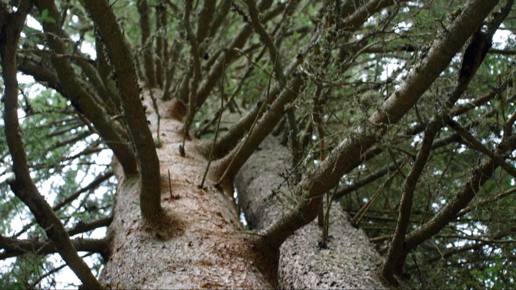 Tree crown reduction involves trimming and shaping a tree’s upper branches to maintain safety, health, and aesthetics. Costs vary depending on tree size, location, and complexity of the work.