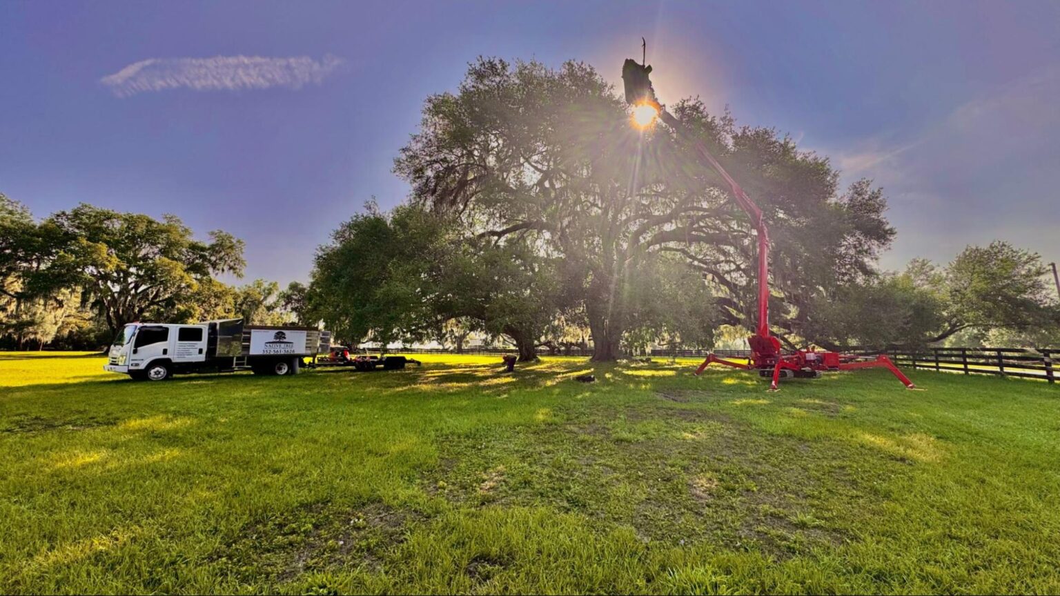 Tree Removal Costs for Fallen Trees | Pricing Guide