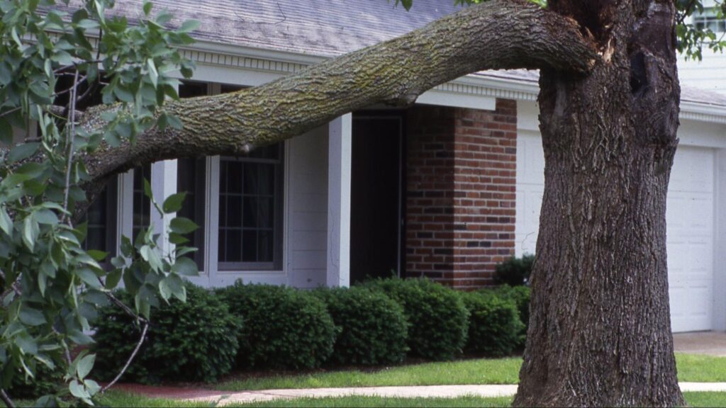 Proper tree maintenance improves safety by removing hazardous branches and reduces storm damage by strengthening the tree structure and minimizing risks to property.