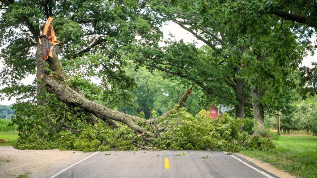 A large, uprooted tree lies on the roadside, blocking part of the road and surrounded by scattered branches and debris.
