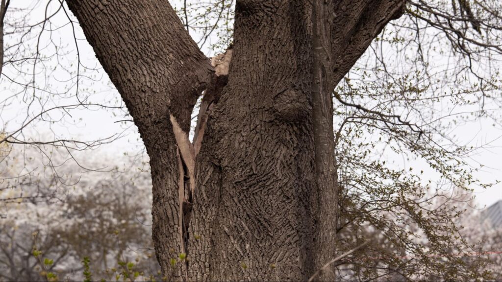 A tree with a noticeable crack in its trunk, revealing a bright object nestled within its bark.