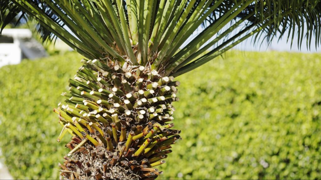 DIY palm tree trimming can lead to improper cuts, increased disease risk, personal injury, and long-term damage to the tree’s health and structure.