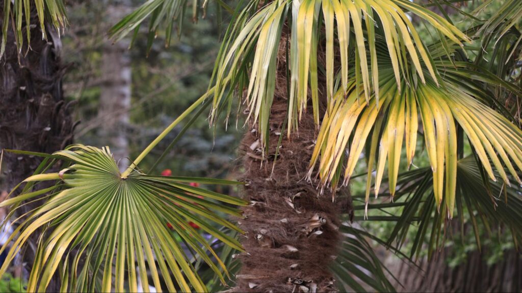 Palm trees may need trimming when fronds are brown or drooping, dead or broken fronds accumulate, or fruit and flower stalks become excessive, indicating potential safety and health issues.