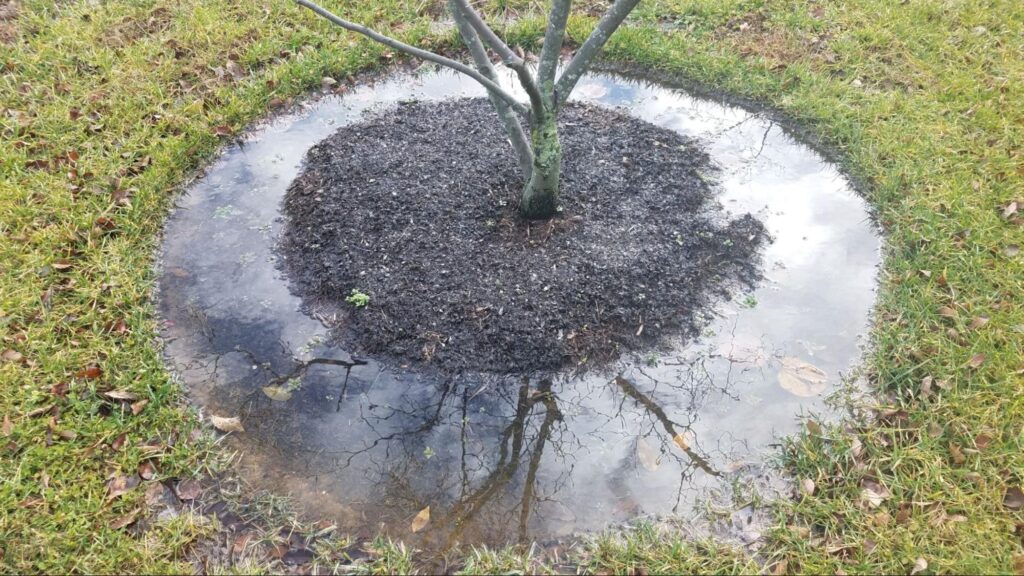 Long-term tree care goes beyond trimming by focusing on soil health, disease prevention, structural support, and ongoing maintenance to promote strong, resilient trees.