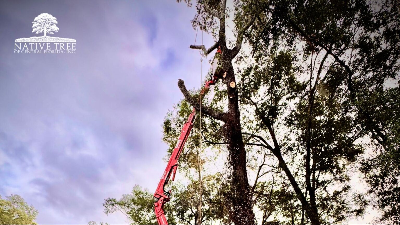 Emergency Tree Removal in Ocala | Storm and Insurance Guide